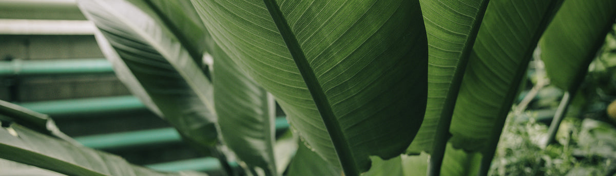 plantas tumblr