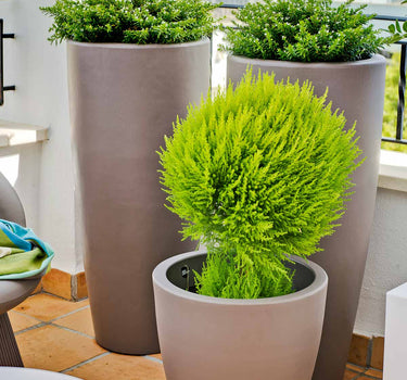 Macetero de color BAMBÚ 70