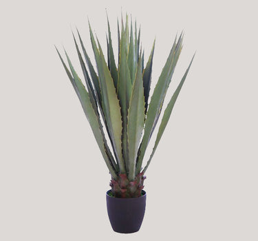 Agave Cactus In Pot 103Cm