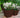 Vierkante bloempot CLAVEL 40 KLEUR