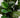Ficus Lyrata in kunstpot 130cm