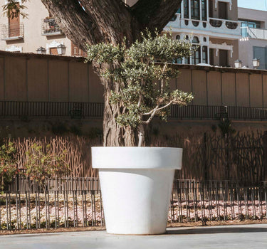 Macetero gigante MAGNOLIA 160CM