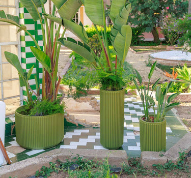 Macetero redondo Maranta 30 x 70