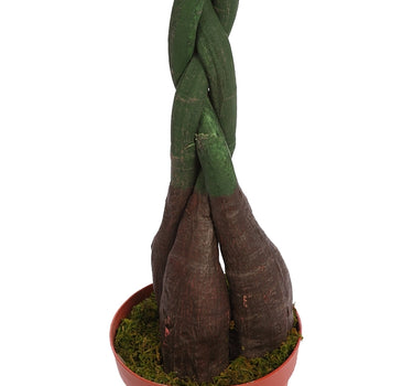 PACHIRA ARTIFICIAL CON MACETA 150CM