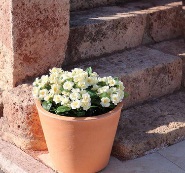 Macetero de color PETUNIA