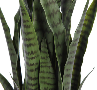 Sansevieria groen 100cm