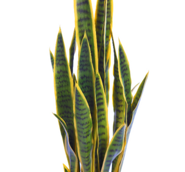 SANSEVIERIA 100CM
