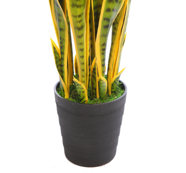SANSEVIERIA 100CM