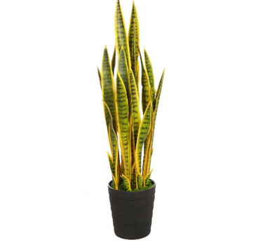 SANSEVIERIA 100CM