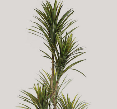 Kunstmatige yucca in pot 185cm