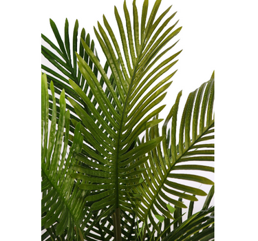 Areca palmboom 90cm