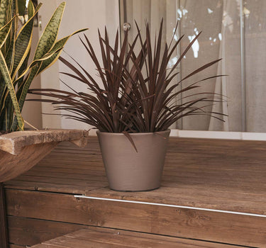 Macetero de color PETUNIA