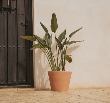 Macetero de color PETUNIA