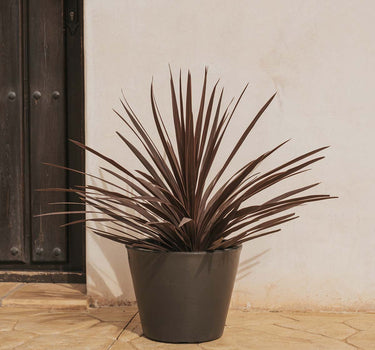 Macetero de color PETUNIA