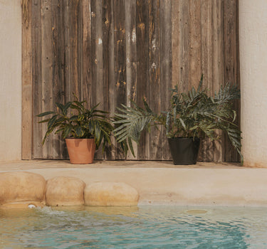 Macetero de color PETUNIA