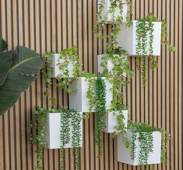 Macetero de pared Wally Pot