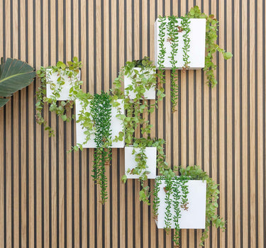 Macetero de pared Wally Pot